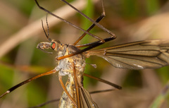 Tipula vernalis