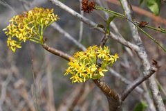 Pittocaulon velatum
