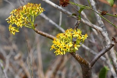 Pittocaulon velatum