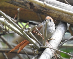 Synallaxis ruficapilla