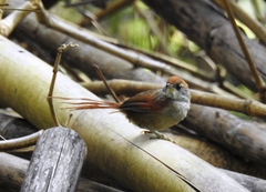 Synallaxis ruficapilla