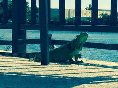 Iguana iguana