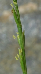 Narduroides salzmannii