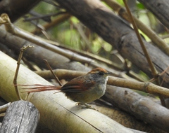 Synallaxis ruficapilla