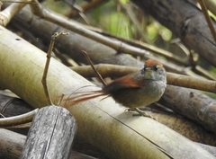 Synallaxis ruficapilla
