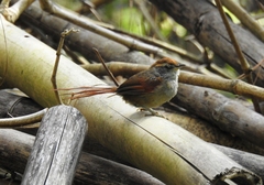 Synallaxis ruficapilla