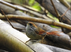 Synallaxis ruficapilla