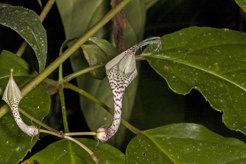 Ceropegia lucida, Director, Namdapha Tiger Reserve, MV Road, Changlang, Arunachal Pradesh 792122, India