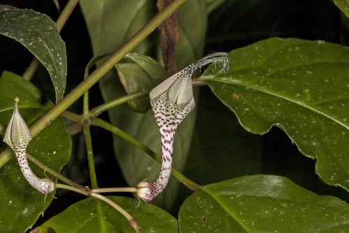Ceropegia lucida