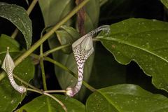 Ceropegia lucida