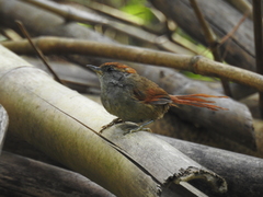 Synallaxis ruficapilla