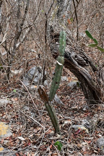 Acanthocereus chiapensis