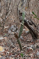 Acanthocereus chiapensis
