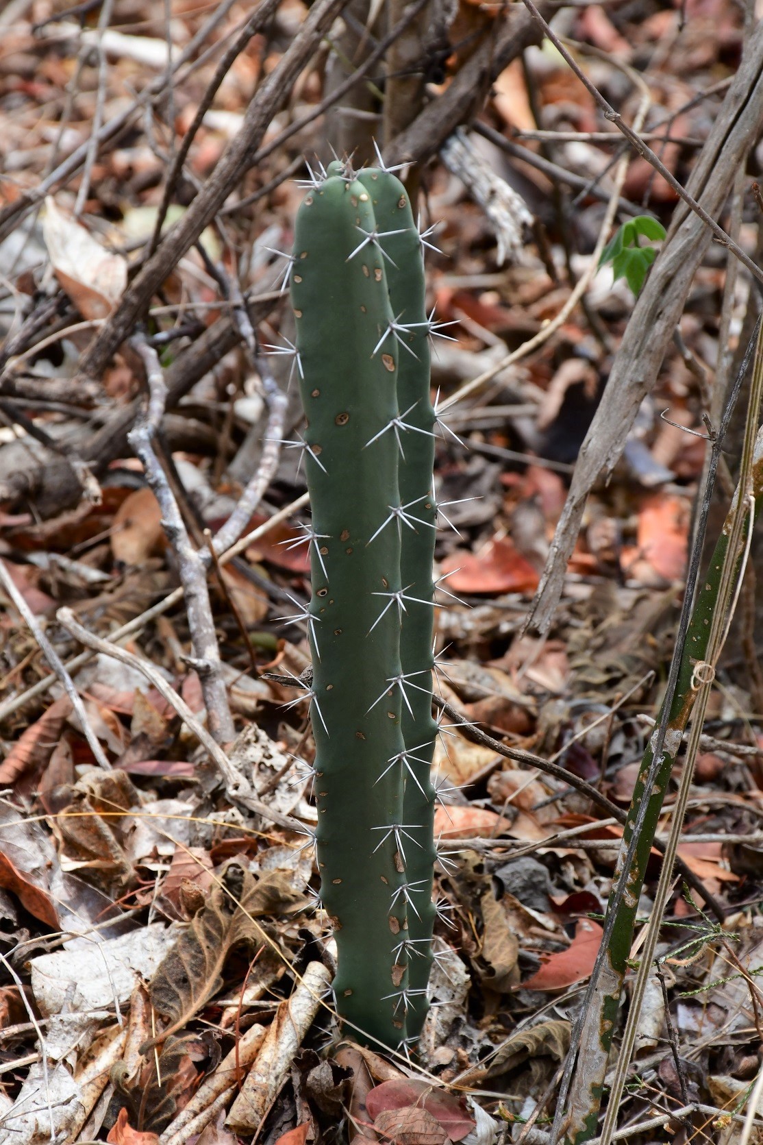 Acanthocereus chiapensis