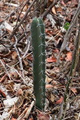 Acanthocereus chiapensis