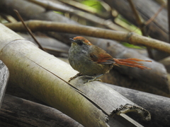 Synallaxis ruficapilla