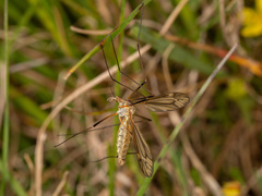 Tipula vernalis