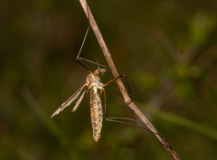 Tipula vernalis
