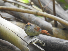 Synallaxis ruficapilla