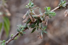 Hyptis tomentosa