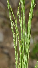 Narduroides salzmannii