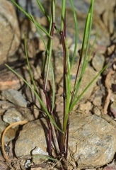 Narduroides salzmannii