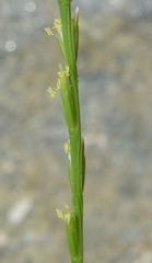 Narduroides salzmannii