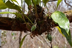 Stanhopea