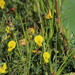 Crotalaria excisa - Photo (c) aulax, algunos derechos reservados (CC BY-NC), subido por aulax