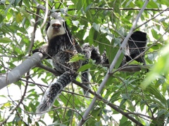 Callithrix geoffroyi