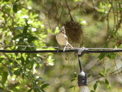 Baeolophus atricristatus