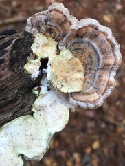 Trametes versicolor