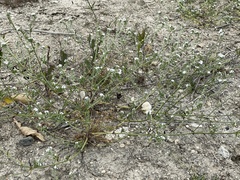 Cryptantha wigginsii