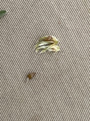 Cryptantha wigginsii