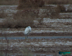 Egretta garzetta
