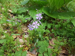 Phlox divaricata divaricata