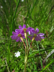 Primula finmarchica