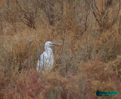 Egretta garzetta