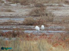 Egretta garzetta