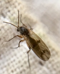 Diptera
