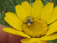 Colletes