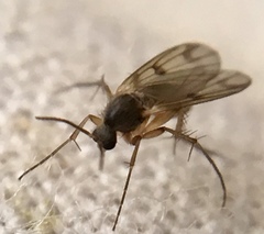 Diptera