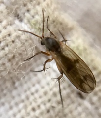 Diptera