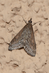 Pyrausta napaealis