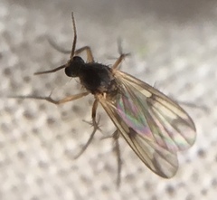 Diptera