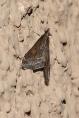 Pyrausta napaealis