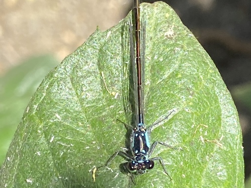 iNaturalist observation photo of Pacific Forktail