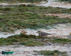 Motacilla alba