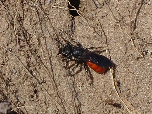 White-lipped Blood Bee, 9459 Balloerveld, Nederland, photo 8 of 10