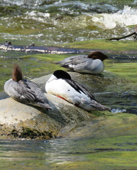 Mergus merganser